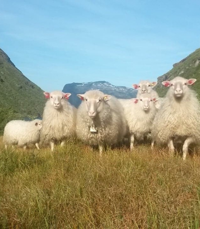 SAUESAFARI PÅ FJELLET